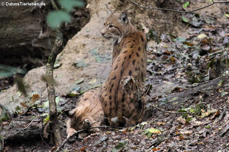 Karpatenluchse (Lynx lynx carpathicus)