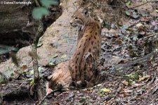 Karpatenluchse (Lynx lynx carpathicus) im Zoo Dortmund