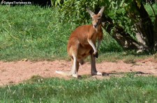 Rotes Riesenkänguru (Osphranter rufus) im Zoo Dortmund