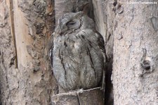 Zwergohreule (Otus scops) im Zoo Dortmund