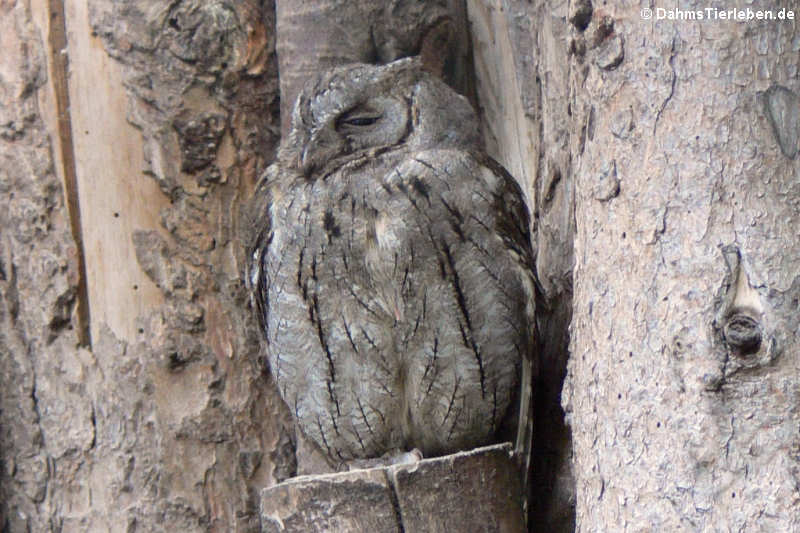 Zwergohreule (Otus scops)