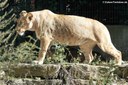 Panthera leo