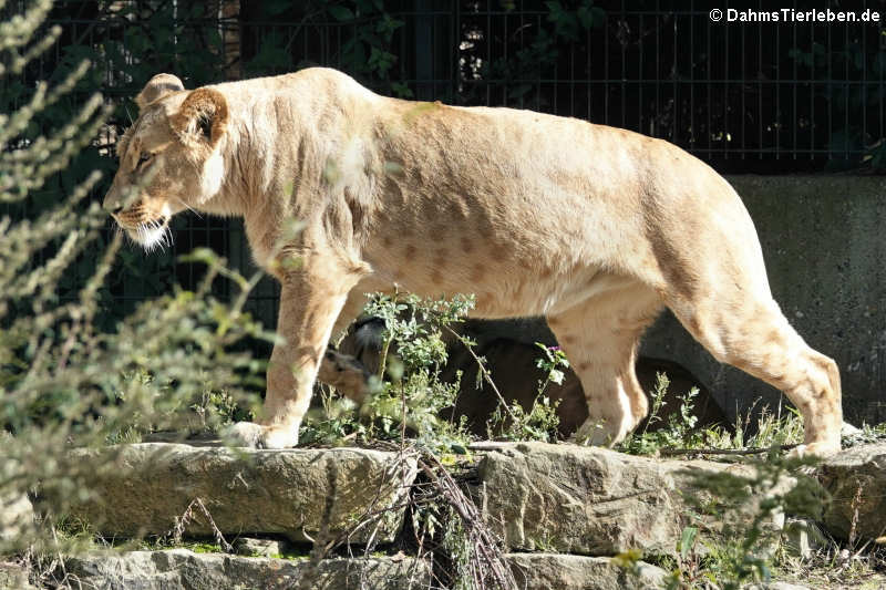 Löwe (Panthera leo)