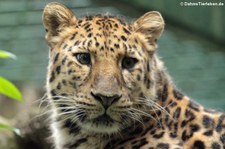 Amurleopard (Panthera pardus orientalis) im Zoo Dortmund