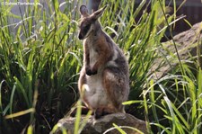 Ringelschwanz-Felskänguru (Petrogale xanthopus xanthopus) im Zoo Dortmund