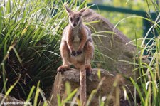 Ringelschwanz-Felskänguru (Petrogale xanthopus xanthopus) im Zoo Dortmund