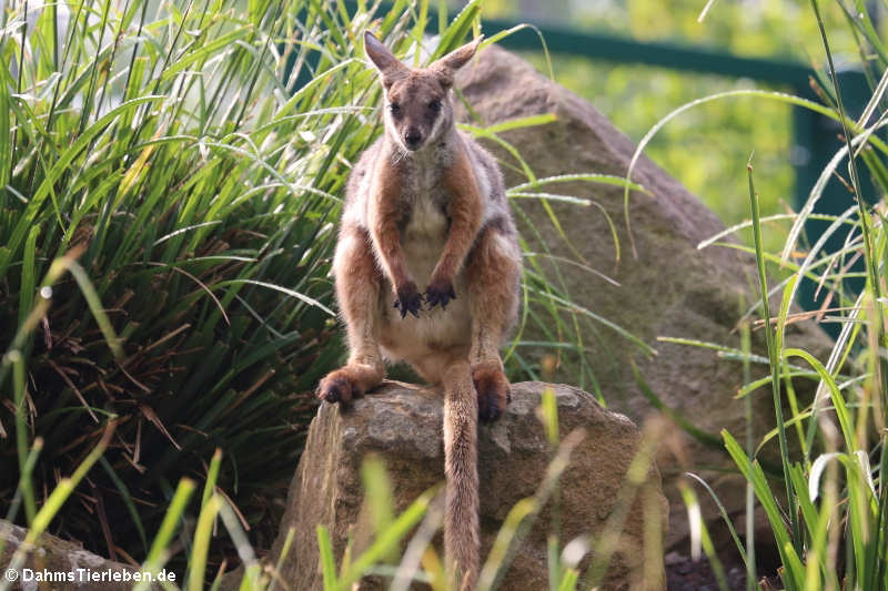 Petrogale xanthopus xanthopus-3