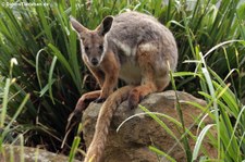 Ringelschwanz-Felskänguru (Petrogale xanthopus xanthopus) im Zoo Dortmund