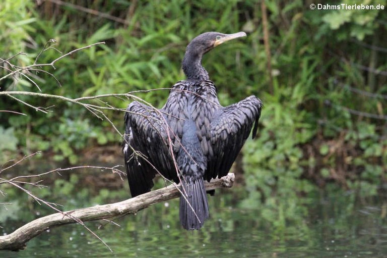 Phalacrocorax carbo sinensis