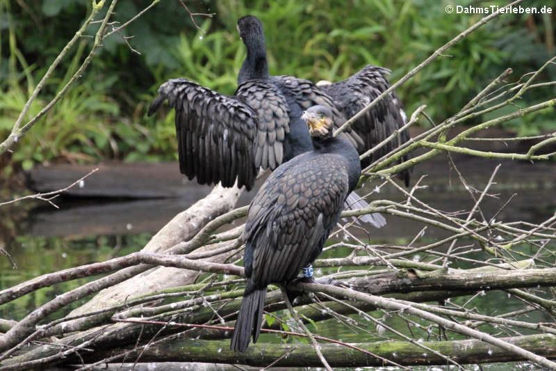 Phalacrocorax carbo sinensis