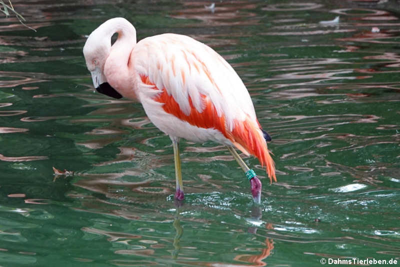 Chileflamingo (Phoenicopterus chilensis)