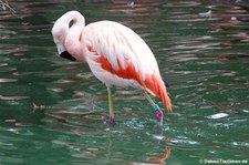 Chileflamingo (Phoenicopterus chilensis) im Zoo Dortmund