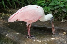 Rosalöffler (Platalea ajaja) im Zoo Dortmund