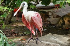 Rosalöffler (Platalea ajaja) im Zoo Dortmund