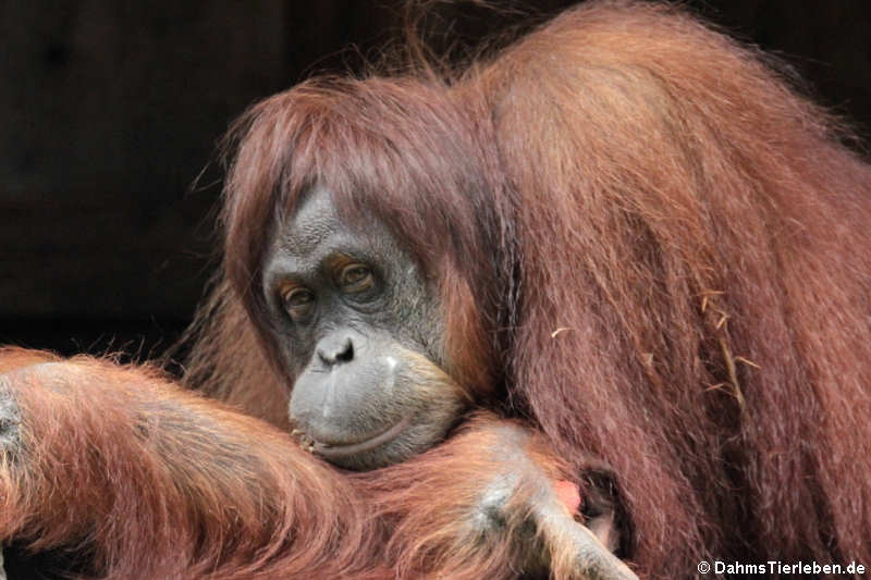 Borneo-Orang-Utan (Pongo pygmaeus)