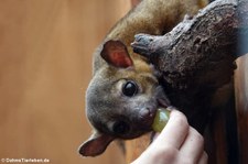 Fütterung eines Wickelbären (Potos flavus) im Zoo Dortmund