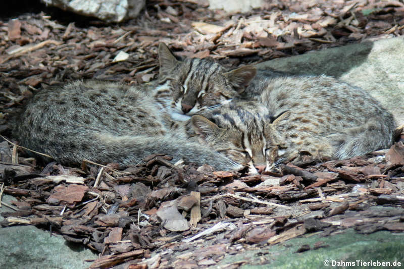 Amurkatzen (Prionailurus bengalensis euptilura)