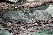 Amurkatzen (Prionailurus bengalensis euptilura) im Zoo Dortmund