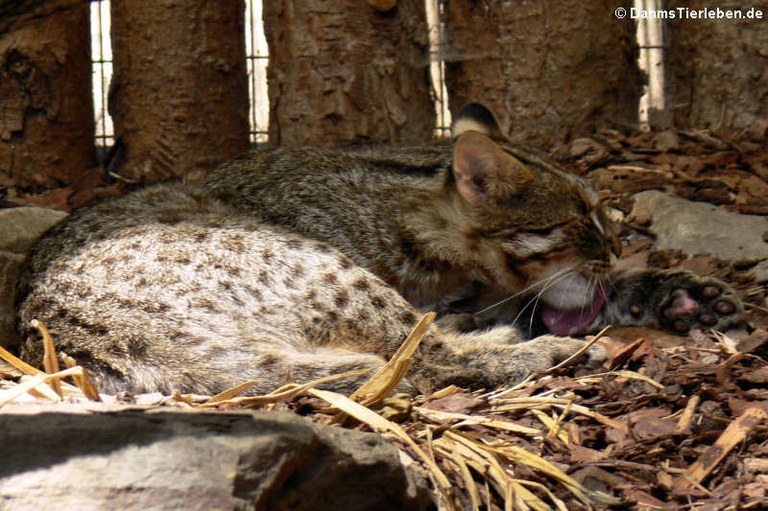 Prionailurus bengalensis euptilura