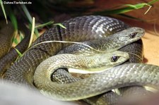 Braune Sandrennnattern (Psammophis mossambicus) im Zoo Dortmund