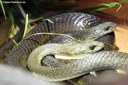 Psammophis mossambicus