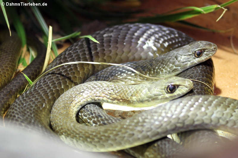 Psammophis mossambicus