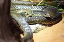 Braune Sandrennnattern (Psammophis mossambicus) im Zoo Dortmund