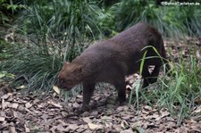 Puma yagouaroundi (Jaguarundi) im Zoo Dortmund