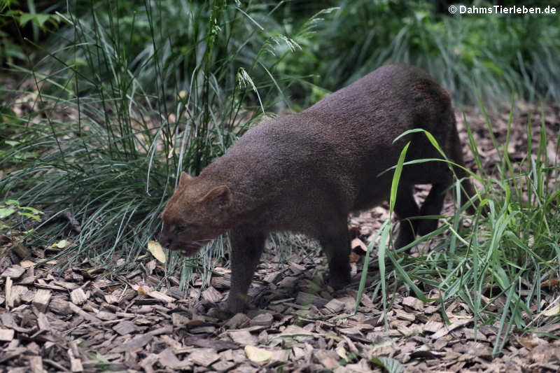 Jaguarundi (Herpailurus yagouaroundi)