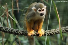 Gewöhnlicher Totenkopfaffe (Saimiri sciureus) im Zoo Dortmund