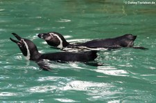 Humboldtpinguine (Spheniscus humboldti) im Zoo Dortmund