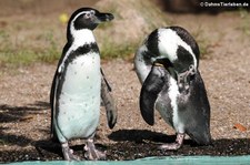 Humboldtpinguine (Spheniscus humboldti) im Zoo Dortmund