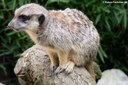 Suricata suricatta