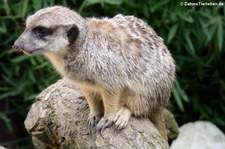 Erdmännchen (Suricata suricatta) im Zoo Dortmund