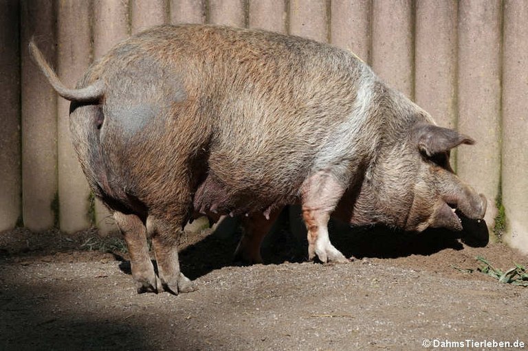 Sus scrofa f. domestica