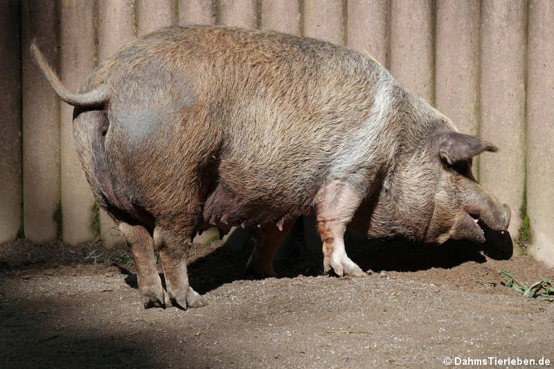Rotbuntes Schwein-2