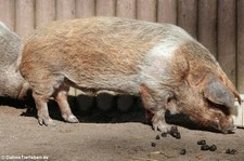 Rotbuntes Schwein oder Husumer Protestschwein (Sus scrofa f. domestica) im Zoo Dortmund