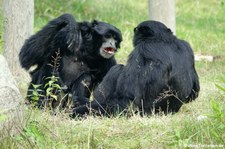 Siamangs (Symphalangus syndactylus) im Zoo Dortmund