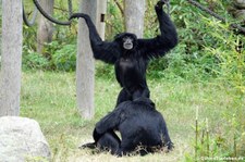 Siamangs (Symphalangus syndactylus) im Zoo Dortmund