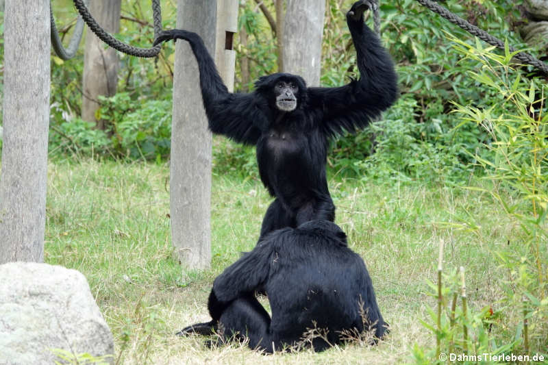 Symphalangus syndactylus-3