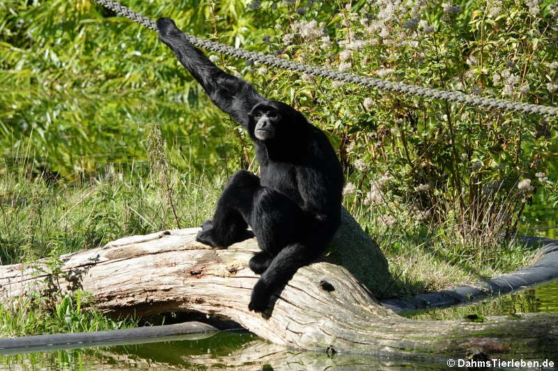 Siamang (Symphalangus syndactylus)