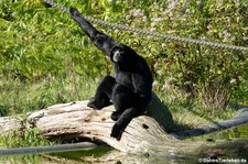 Siamang (Symphalangus syndactylus) im Zoo Dortmund