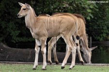 Elenantilopen (Taurotragus oryx) im Zoo Dortmund