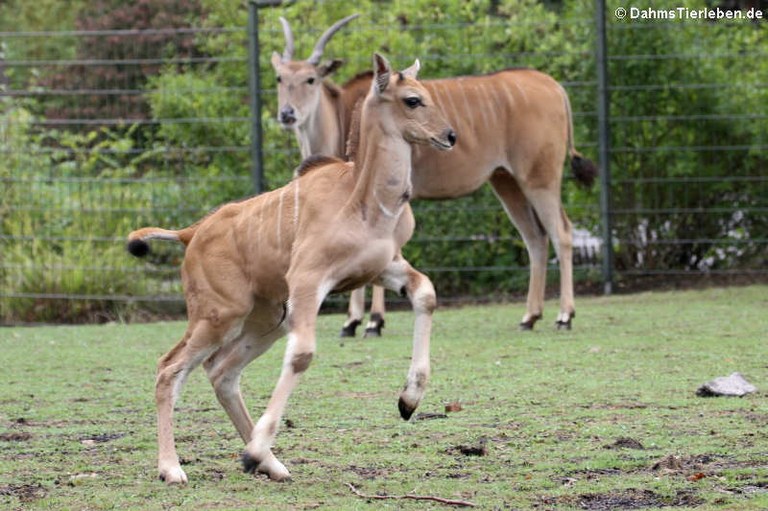 Taurotragus oryx