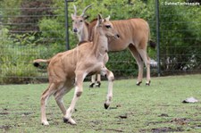 Elenantilopen (Taurotragus oryx) im Zoo Dortmund