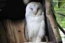 Tyto alba