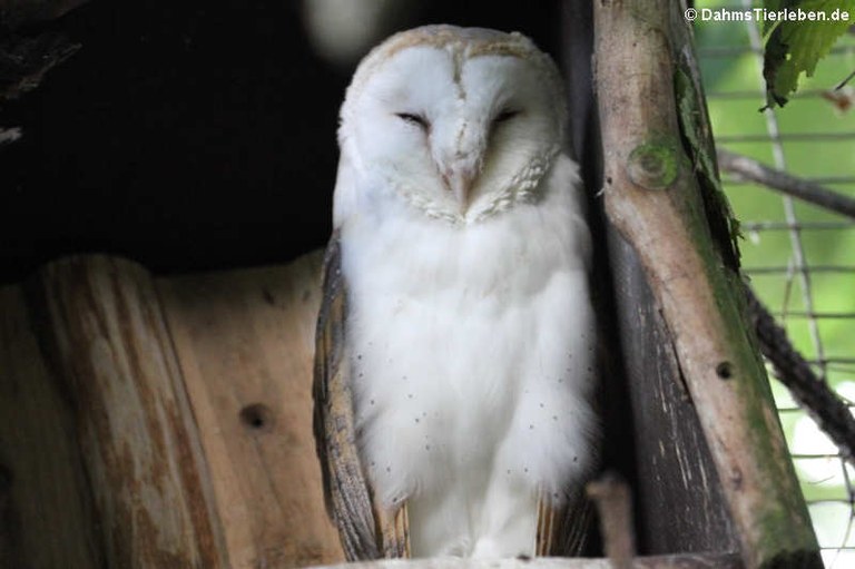 Tyto alba