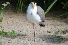 Maskenkiebitz (Vanellus miles) im Zoo Dortmund