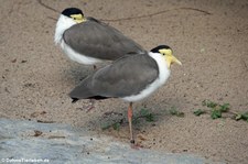 Maskenkiebitze (Vanellus miles) im Zoo Dortmund