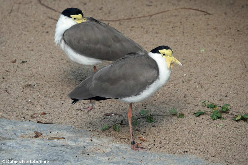 Maskenkiebitze (Vanellus miles)